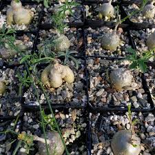 Image result for Kedrostis nana