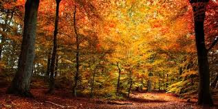50 Best Fall Quotes - Fun Sayings About Autumn