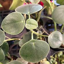 Image result for Ceropegia incana