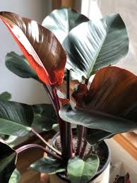 Philodendron Congo Rojo Etsy Indoor Tropical Plants Plants Philodendron Plant