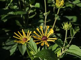 Image result for Centema subfusca