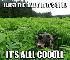 So, can marijuana kill your dog? Help My Dog Ate Weed Is He Going To Get Crazy High
