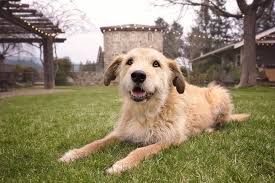 Ruyada Kopek Gormek Ne Mesaj Verir Neye Isarettir Golden Retriever Retriever Dogs