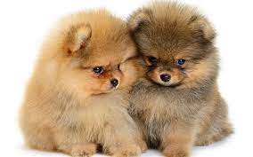 Haemta Bilder Pommerska Valpar Sma Soeta Hundar Husdjur Fluffiga Hundar Besthqwallpaperscom Pomeranian Puppy Pomeranian Dog Cute Baby Animals