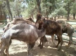 Gaziantep Hayvanat Bahcesindeki Develer Www Sahibibizde Com Deve