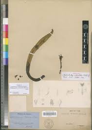 Image result for Diaphananthe fragrantissima