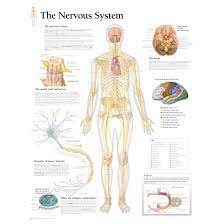 Spinal nerves chart spinal cord peripheral nervous system. Scientific Publishing The Nervous System Chart
