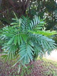 Image result for Filicium decipiens