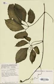 Image result for Telfairia occidentalis