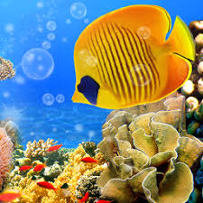 Beautiful 3d fish and plants dress up your home screen. Download Aquarium Live Wallpaper Fish Tank Background 2 7 Free For Android