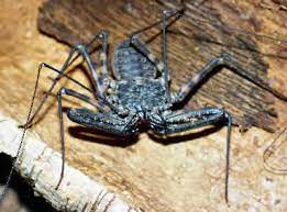 Maybe you would like to learn more about one of these? 1 0 Lavender Platty Prehistoric Pets Spider Lucas The Spider