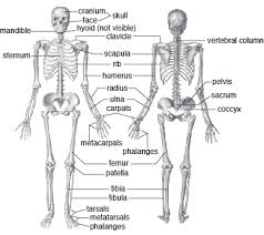 Growth occurs when cartilage cells divide and human body homepage the body homepage interactive body skeleton game facts and features skeleton anatomy diagram arm and shoulder. Organization Of The Skeleton