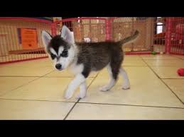 Siberian husky puppies coming soon reserve now available pups now.our puppies will have their first set of vaccines and be husky akc husky puppies male and female available for adoption they come along with a year health papers and they also potty trained they are very lovely t. Siberian Husky Puppies For Sale In Knoxville County Tennessee Tn 19breeders Murfreesboro Youtube