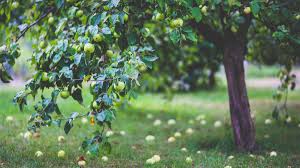 How to prune a fruit tree? East Texas Ag News Best Time To Prune Fruit Trees