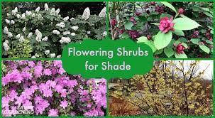 You may want to try a broadleaf evergreen next to a deciduous. Flowering Shrubs For Shade Top Picks For The Yard Garden