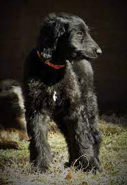 Afador is a cross breed between afghan hound and labrador retriever. Afador Afghan Hound Puppy Dog Breeds Hybrid Dogs