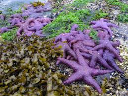 It's not like there are just a few the number of purple starfish in stardew valley is 18. Purple Sea Star Pisaster Ochraceus Our Wild World