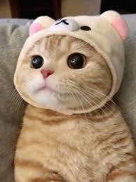 Twitter Kapak Fotograflari Turkce In 2020 Cute Animals Cute Baby Cats Cute Funny Animals