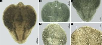 Image result for Dignathia