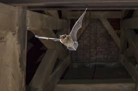 The experts at trutech can help. Clear Signs Your House Has A Bat Infestation Reader S Digest