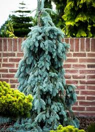 Collection by personal touch landscape and gardening. The Blues Weeping Colorado Spruce Trees For Sale The Tree Center