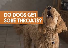 You may have a lump in white patches on your tongue or the lining of your mouth that do not go away. Do Dogs Get Sore Throats From Barking Too Much