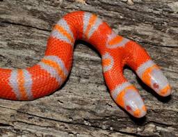 Black And Orange Striped Snake Florida S S Seeing Double Rare Albino Snake With Two Heads Bred In Florida Milk Snake Rare Animals Weird Animals