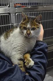 Click on the link below hope you guys have a great experience with my defi pet ♥. Unsere Aktuellen Fund Katzen Mochten So Tierheim Koblenz Facebook