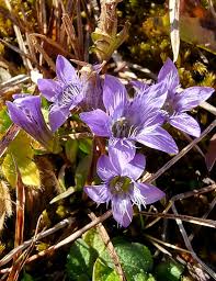 Image result for Gentianaceae