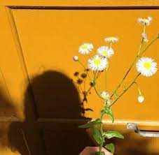 Yellow Tumblr And Aesthetic Image Estetico Amarillo Cosas Amarillas Fotografia De Sombra