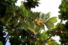 Image result for Mimusops