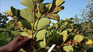 Image result for Piliostigma thonningii