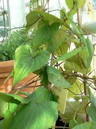 Image result for Dioscorea asteriscus