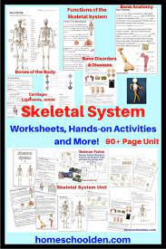 Skeletal System Unit Skeletal System Unit Skeletal System Worksheet Skeletal System