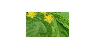 Image result for Corchorus schimperi