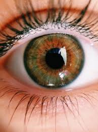Craziest Eye Facts You Never Knew Http Colorfuleyes Org Contact Lenses Eye Colors Goz Boyama Yesil Gozler Goz Rengi