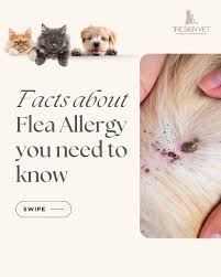 Image result for flea bite