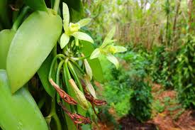 Image result for Vanilla grandifolia