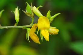 Image result for Rhynchosia resinosa