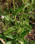 Image result for Sonchus dregeanus