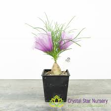 Image result for Ipomoea venosa