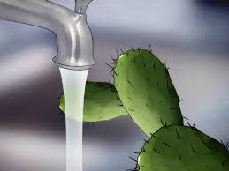 How to Save a Dying Cactus: 15 Steps (with Pictures) - wikiHow