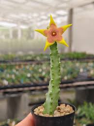 Image result for Orbea melanantha