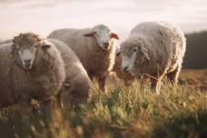 AAM Livestock Newcastle Sale