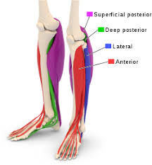 See more ideas about muscle anatomy, human anatomy and physiology, body anatomy. Fascial Compartments Of Leg Wikipedia