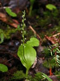 Image result for Malaxis prorepens