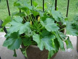 If you'd like to grow some zucchini, you might think you need a large garden or yard area to plant your seeds. Container Zucchini Ing Myurbangarden Livejournal