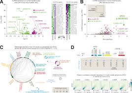 Epigenetic priming of an epithelial enhancer by p63 and CTCF controls  expression of a skin-restricted gene XP33 | Cell Death Discovery