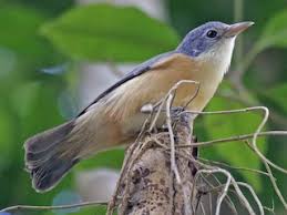 Image result for Vigna comosa