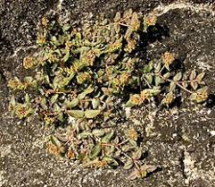 Image result for Euphorbia ophthalmica